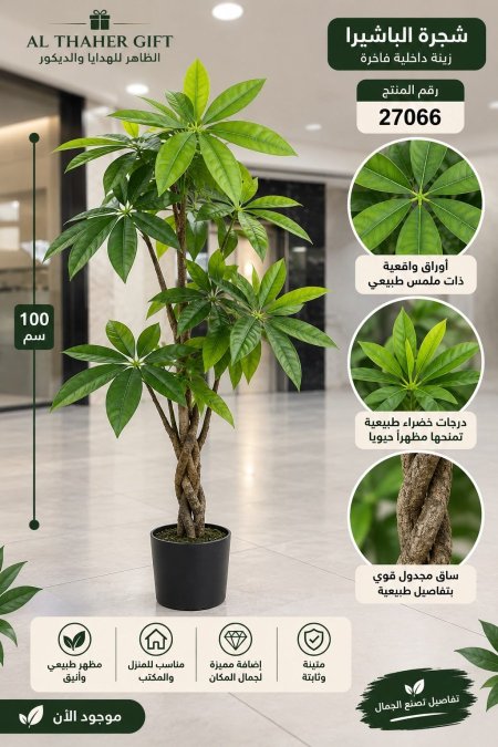 شجرة الباشيرا / 100سم